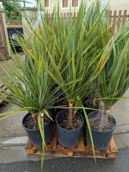 CORDYLINE-MULTI-TRONC
