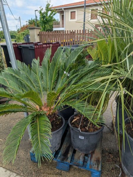 CYCAS-REVOLUTA-XL