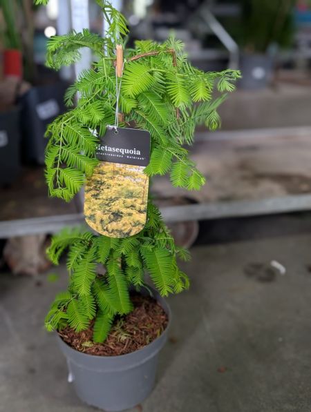 METASEQUOIA