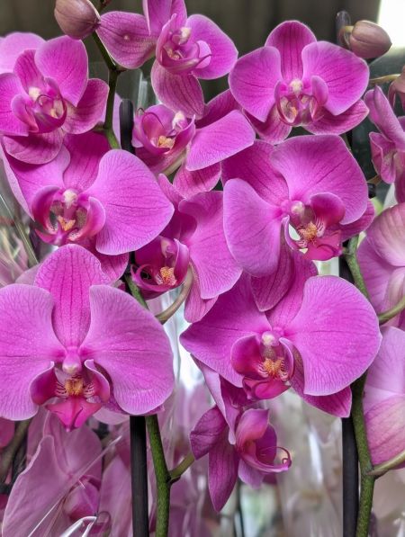 ORCHIDEE-PAPILLON