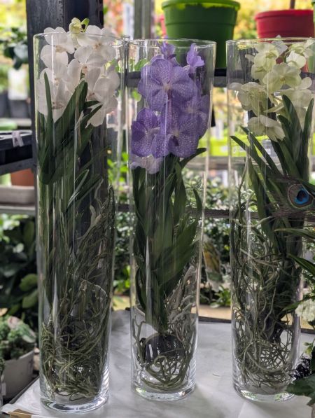 ORCHIDEE-VANDA-2