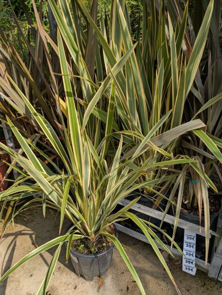 PHORMIUM XL