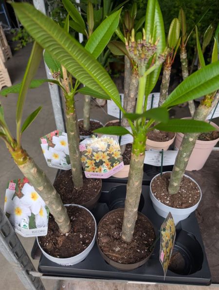 PLUMERIA-FRANGIPANIER-1