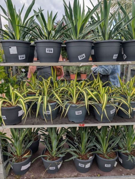 YUCCA-GLORIOSA
