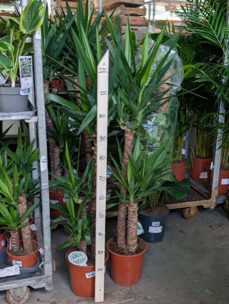 YUCCA
