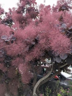 COTINUS-GRACE-ARBRE-A-PERRUQUE