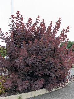 COTINUS-GRACE-ARBRE-A-PERRUQUES-1