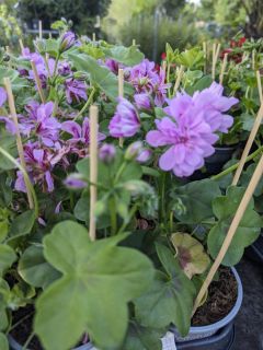 GERANIUM-BALCON-1