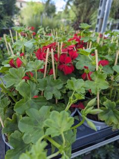 GERANIUM-BALCON-2