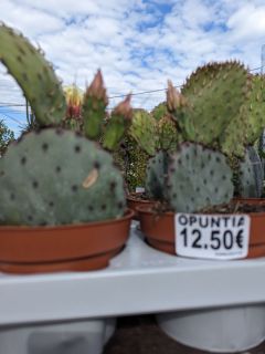 OPUNTIA