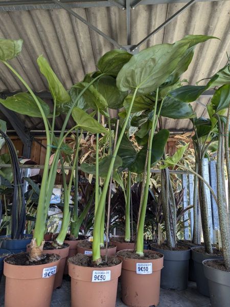 ALOCASIA