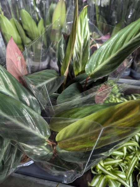 CALATHEA-2