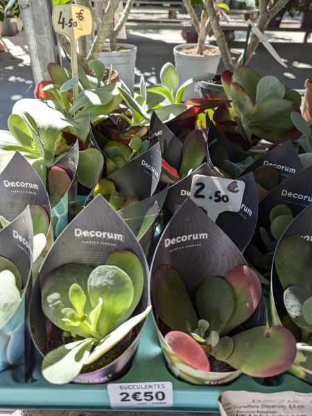 KALANCHOE