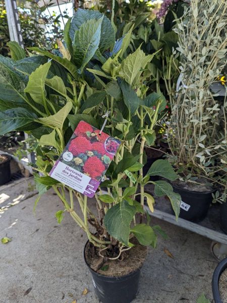 HORTENTIA BOULE rouge