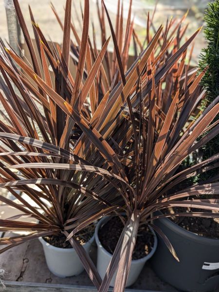 CORDYLINE ROUGE