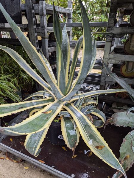 AGAVE-XXL