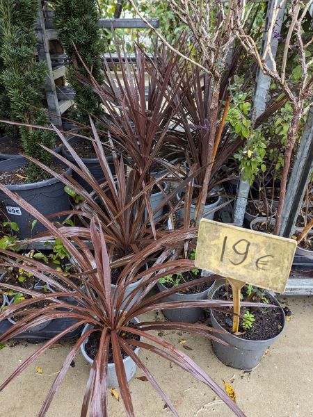 CORDYLINE-RED-STAR