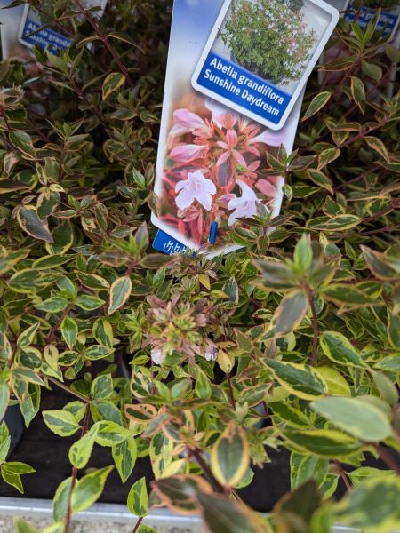 ABELIA-GRANDIFLORA-SUNSHINE-DREAM