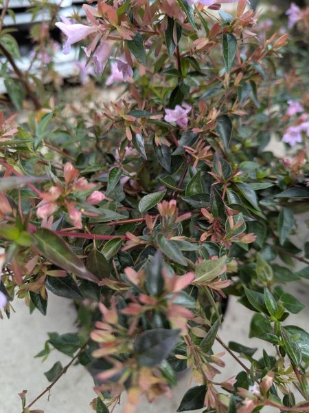 ABELIA-EDWARD-GOUCHER-ROSE