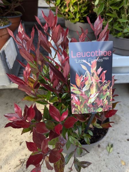 LEUCOTHE-LITTLE-FLAME