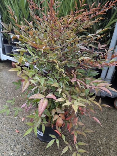 NANDINA-DOMESTICA