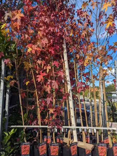 LIQUIDAMBAR-1