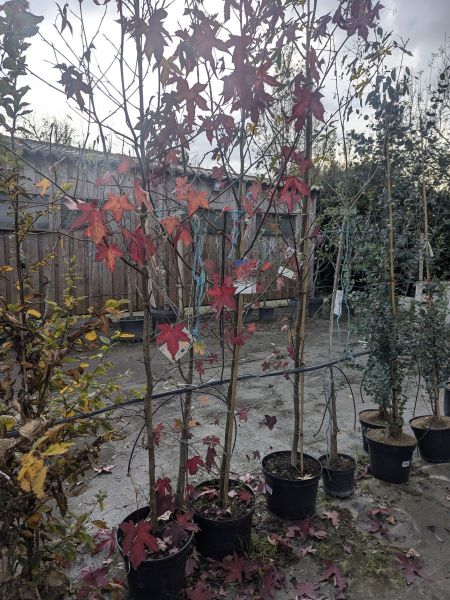 LIQUIDAMBAR