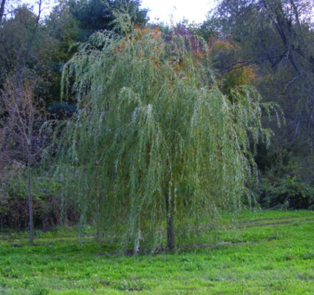 SAULE-PLEUREUR-SALIX-ALBA-TRISTIS