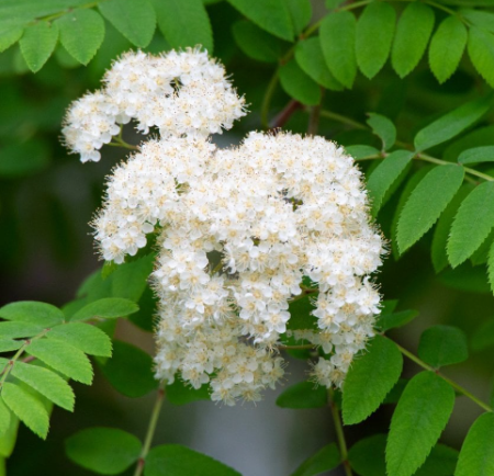 SORBUS-AUCUPARIA-3