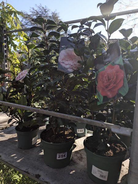 camelias-1