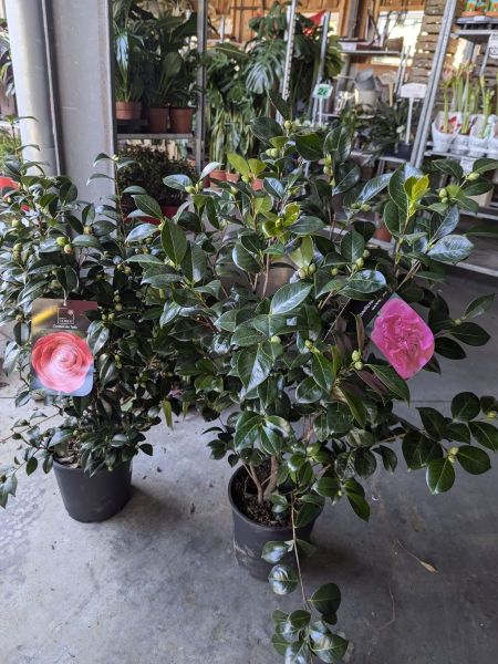 camelias-3