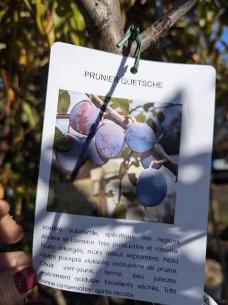 FRUITIERS-POMMIER GOLDEN