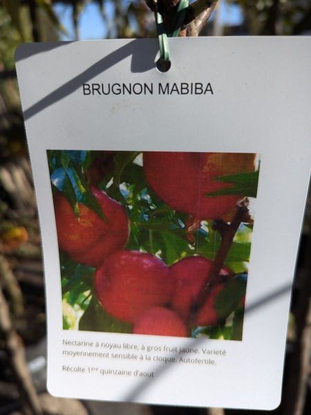 FRUITIERS BRUGNON MABIBA