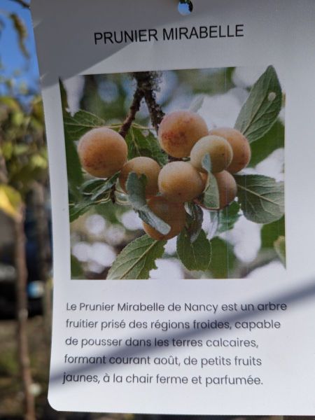 PRUNIER MIRABELLE