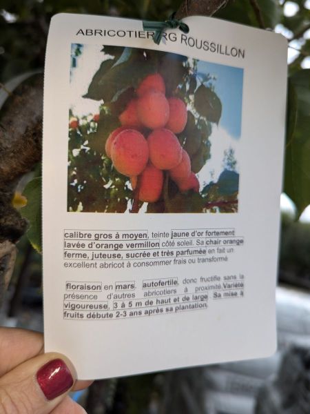 FRUITIER-ABRICOTIER-ROUGE-DU-ROUSSILLON-AUTO-FERTILE