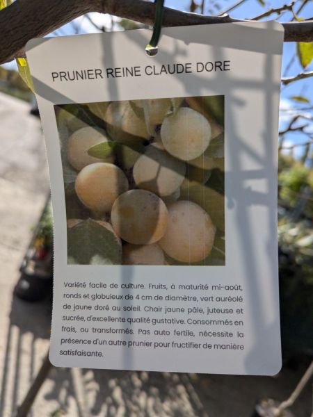 FRUITIERS REINE CLAUDE