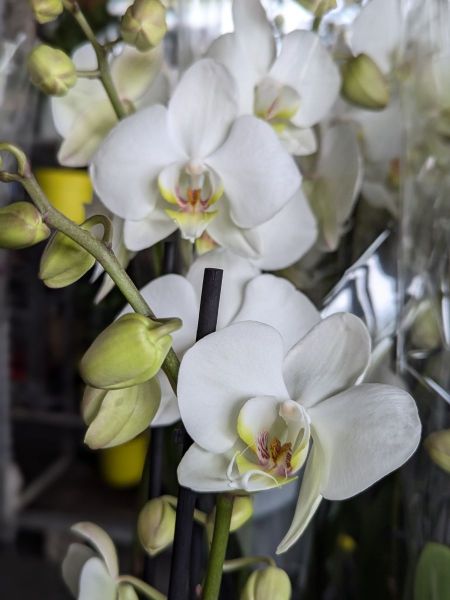 ORCHIDEE-ARRIVAGE