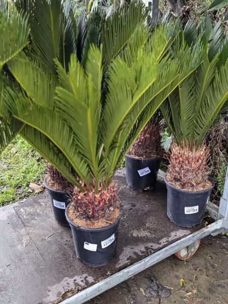 CYCAS-REVOLUTA-1