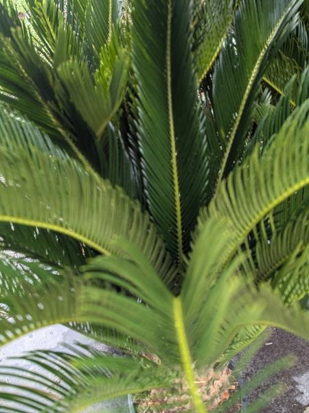 CYCAS-REVOLUTA-2