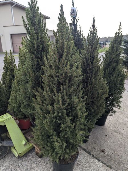 PICEA-GLAUCA-CONICA