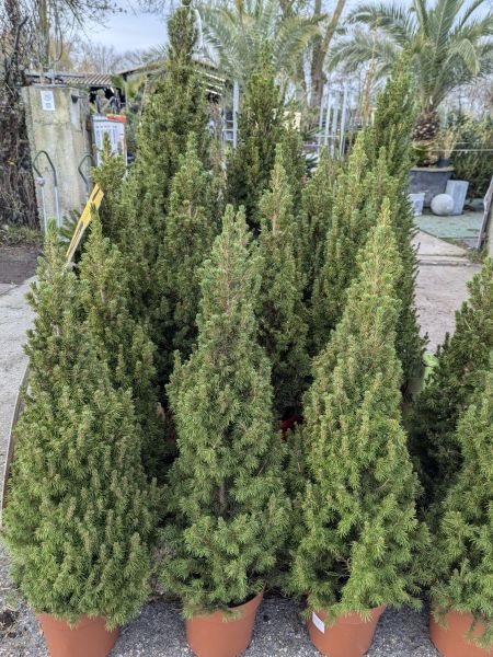 PICEA-GLAUCA-2