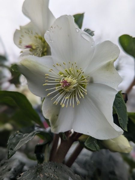 ROSE-DE-NOEL-HELLEBORE-10