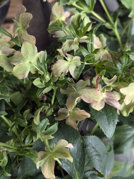 ROSE-DE-NOEL-HELLEBORE-13