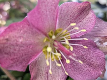 ROSE-DE-NOEL-HELLEBORE-4