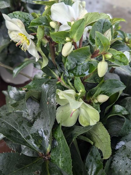 ROSE-DE-NOEL-HELLEBORE-6