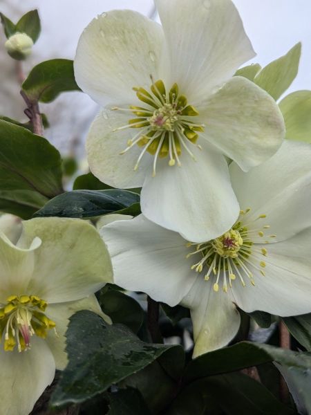 ROSE-DE-NOEL-HELLEBORE-7