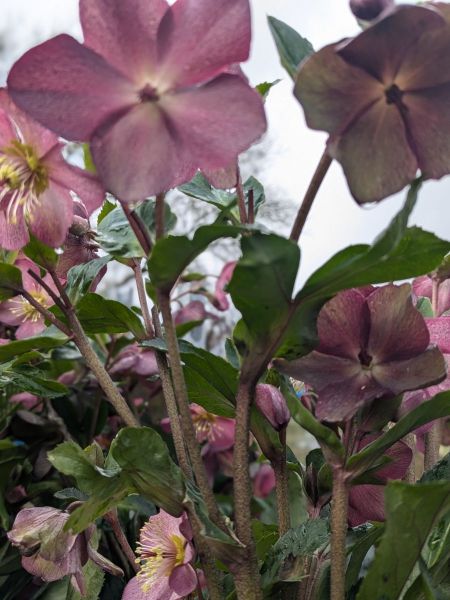 ROSE-DE-NOEL-HELLEBORE-8