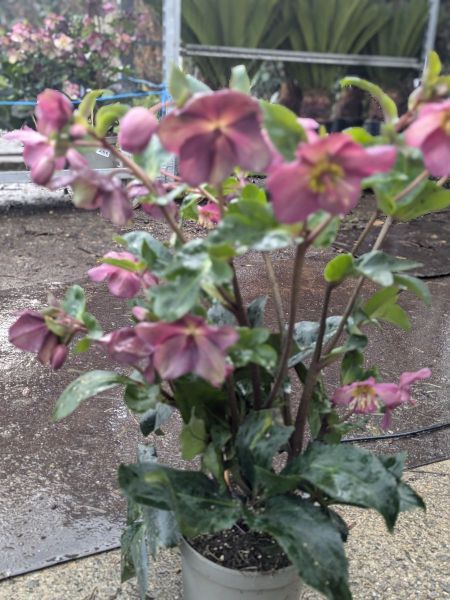 ROSE-DE-NOEL-HELLEBORE-9