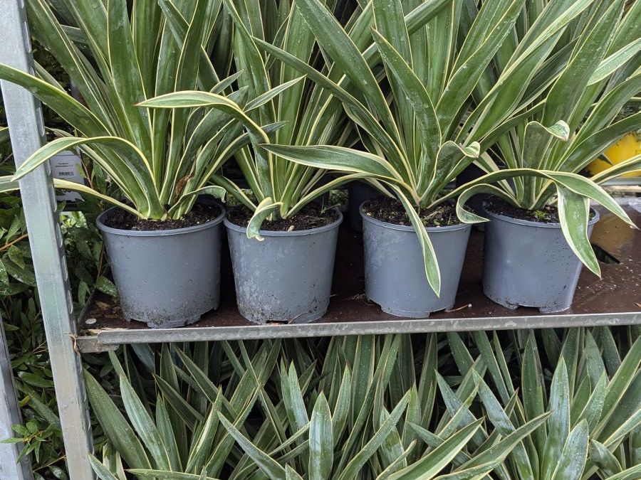 YUCCA-GLORIOSA 19€90