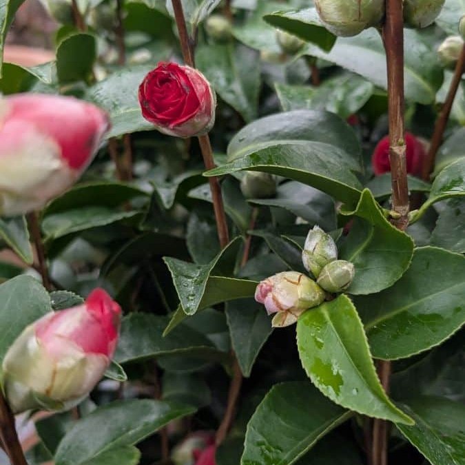 CAMILIA-FLEURS DOUBLES - PAR 3= 12€50 l'unité, par 1 = 15€